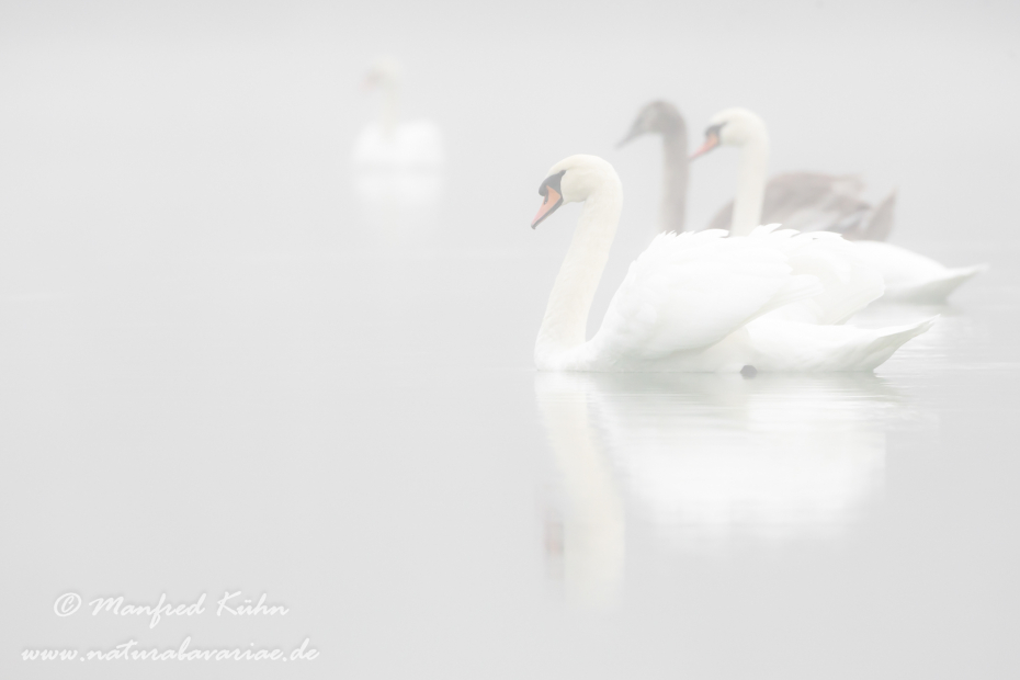 Höckerschwan ()_0222