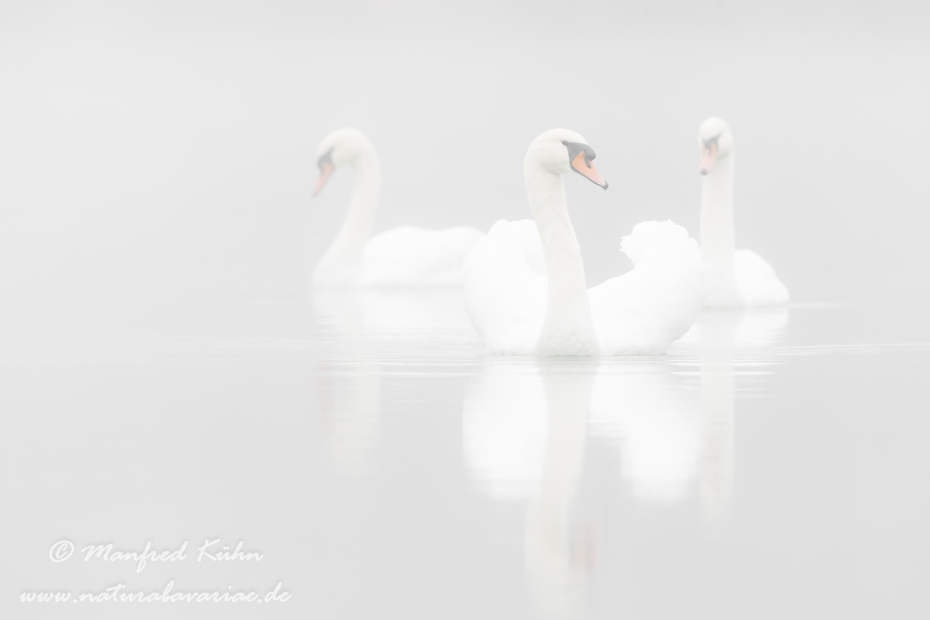 Höckerschwan ()_0223