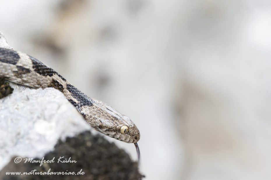 Katzennatter (Europaeische)_0003