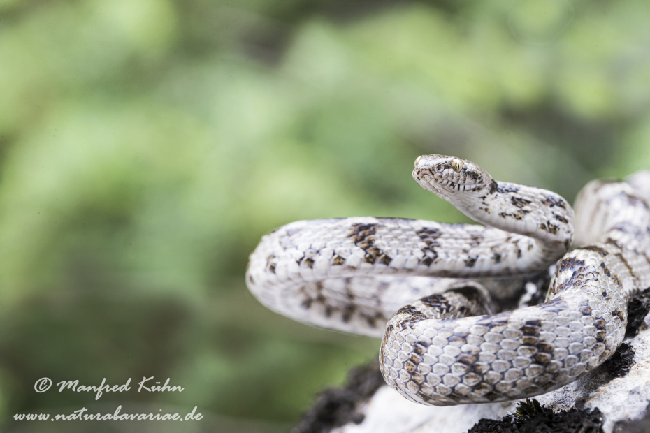 Katzennatter (Europaeische)_0018