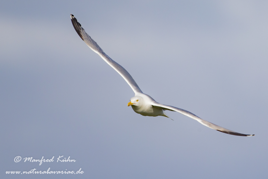 Silbermöwe ()_0099