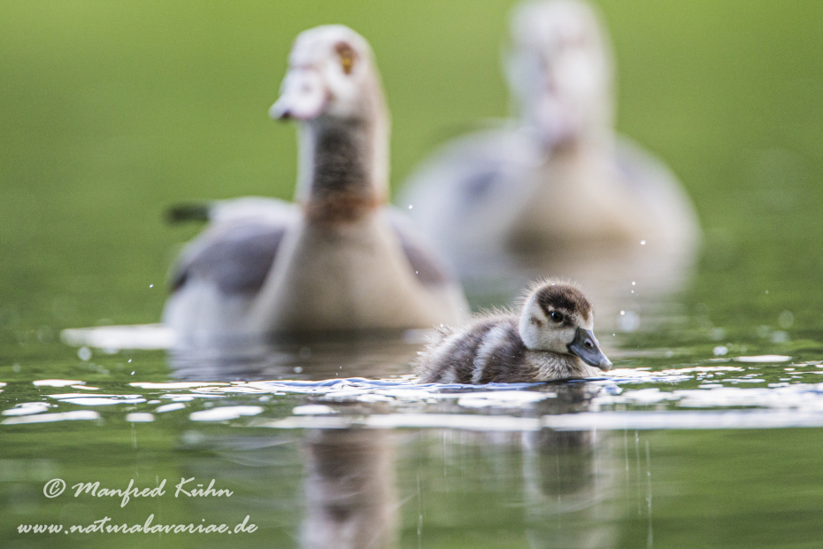 Nilgans ()_0003