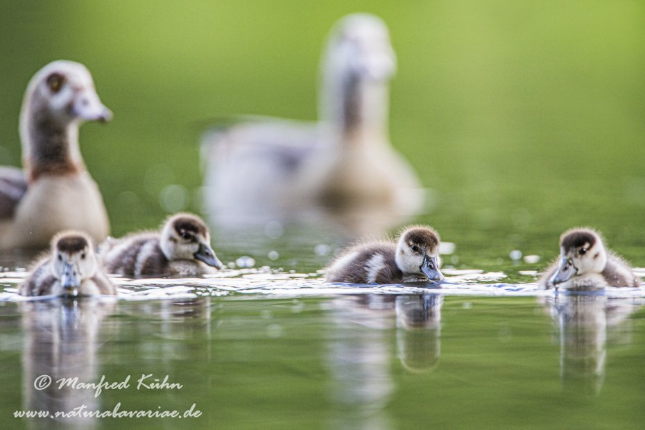 Nilgans ()_0005