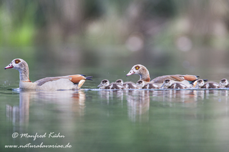 Nilgans ()_0012