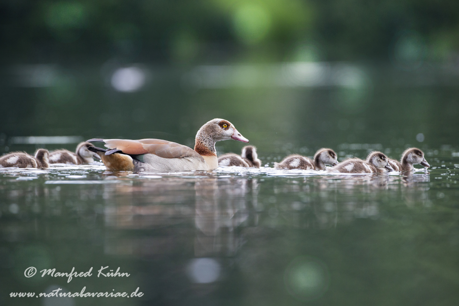 Nilgans ()_0014