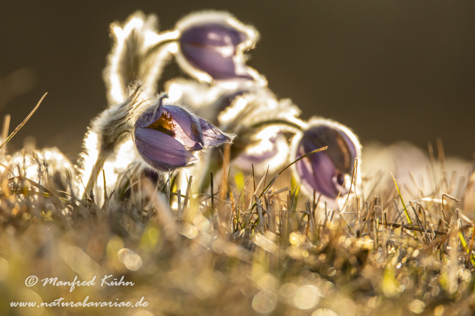 Küchenschelle (Gewöhnliche)_0114