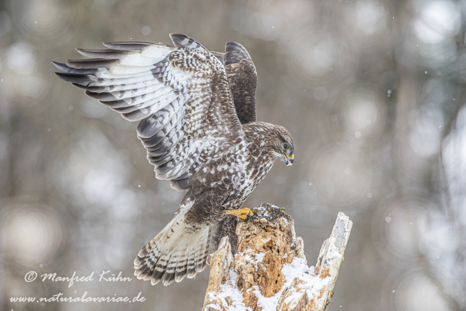 Mäusebussard ()_0194