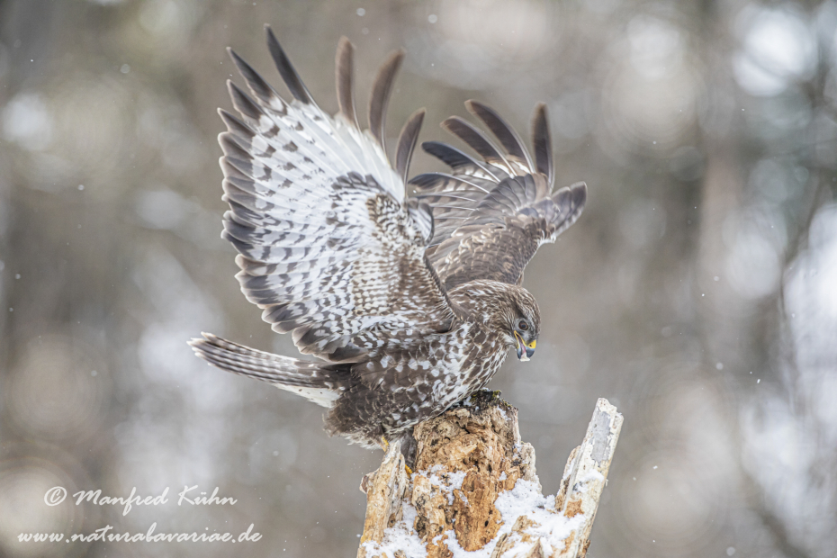 Mäusebussard ()_0195