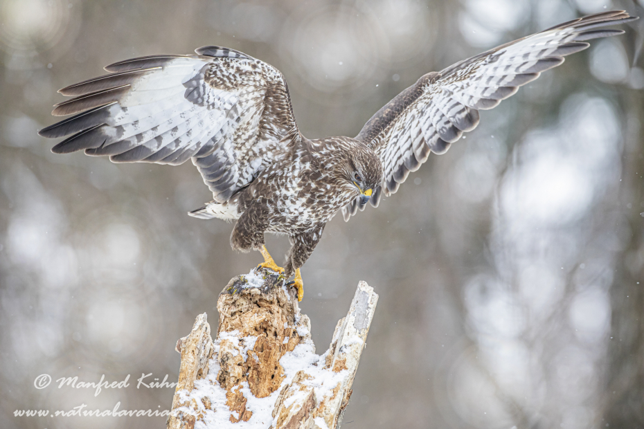 Mäusebussard ()_0196