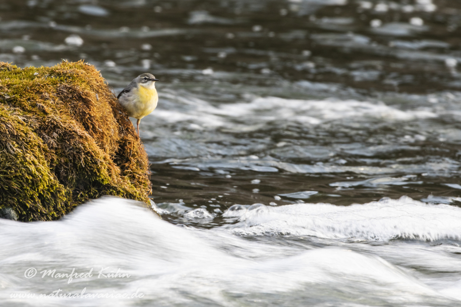 Gebirgsstelze ()_0040