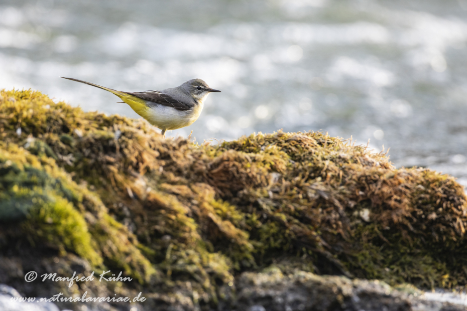 Gebirgsstelze ()_0047