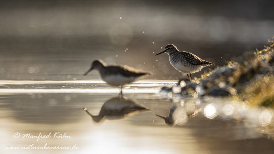 Bruchwasserläufer ()_0024