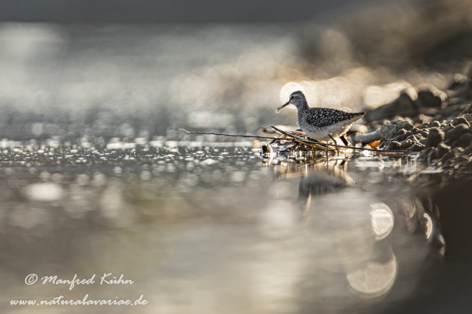 Bruchwasserläufer ()_0030