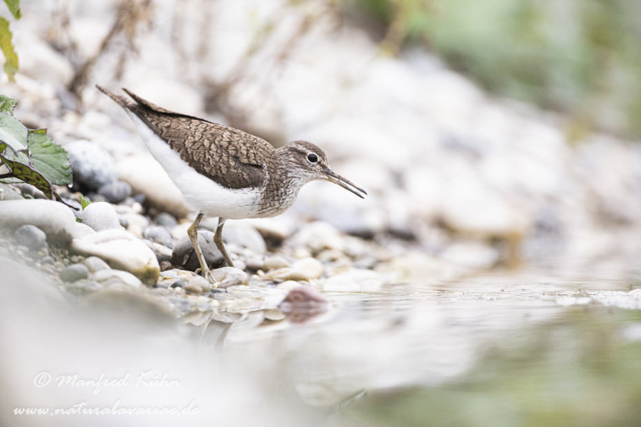 Flussuferläufer ()_0002