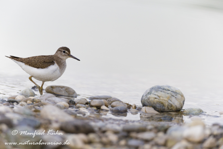 Flussuferläufer ()_0035
