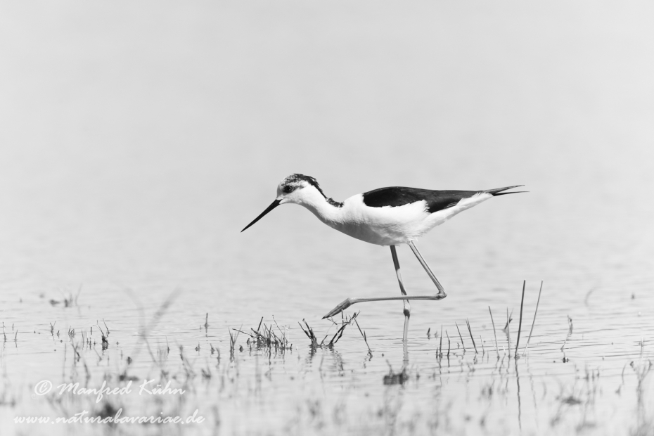Stelzenläufer ()_0021