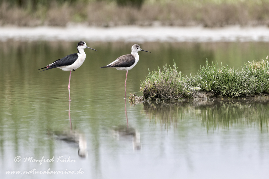 Stelzenläufer ()_0023