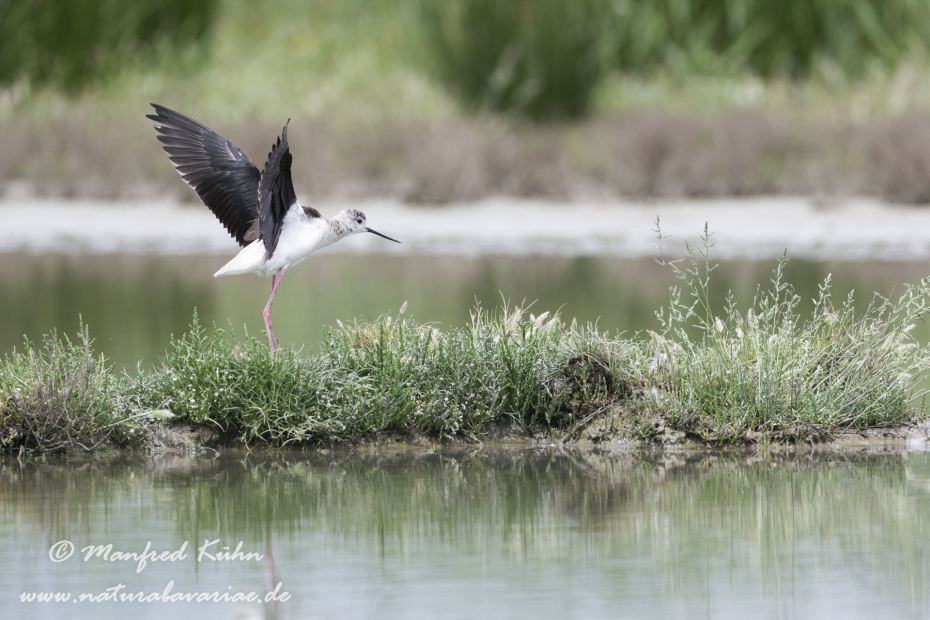 Stelzenläufer ()_0024