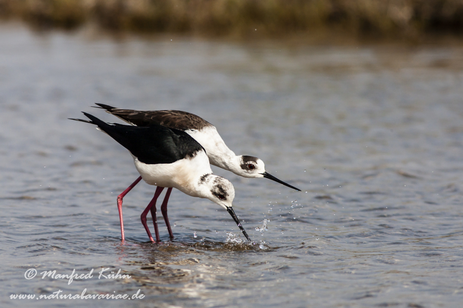 Stelzenläufer ()_0046