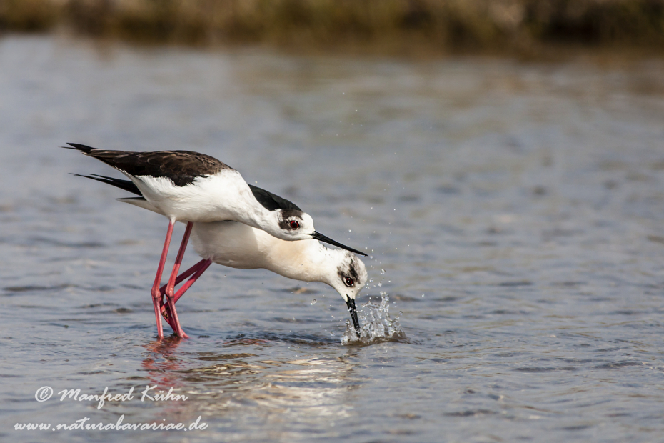 Stelzenläufer ()_0048