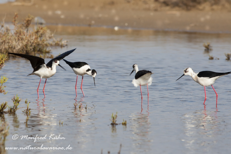 Stelzenläufer ()_0118