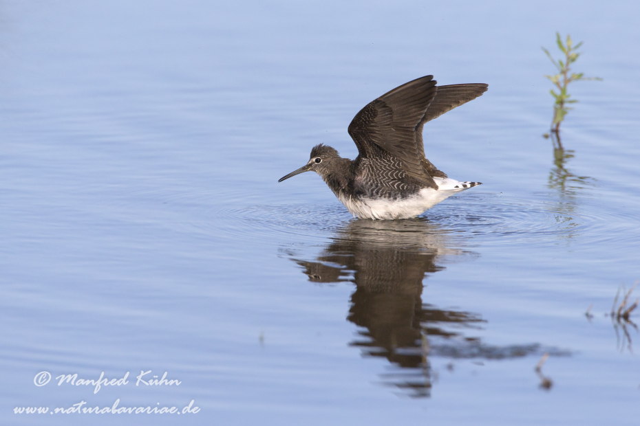 Waldwasserläufer ()_0001