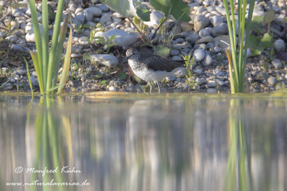 Waldwasserläufer ()_0005