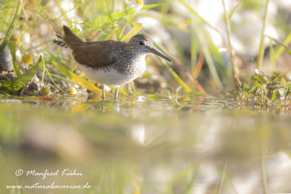 Waldwasserläufer ()_0014