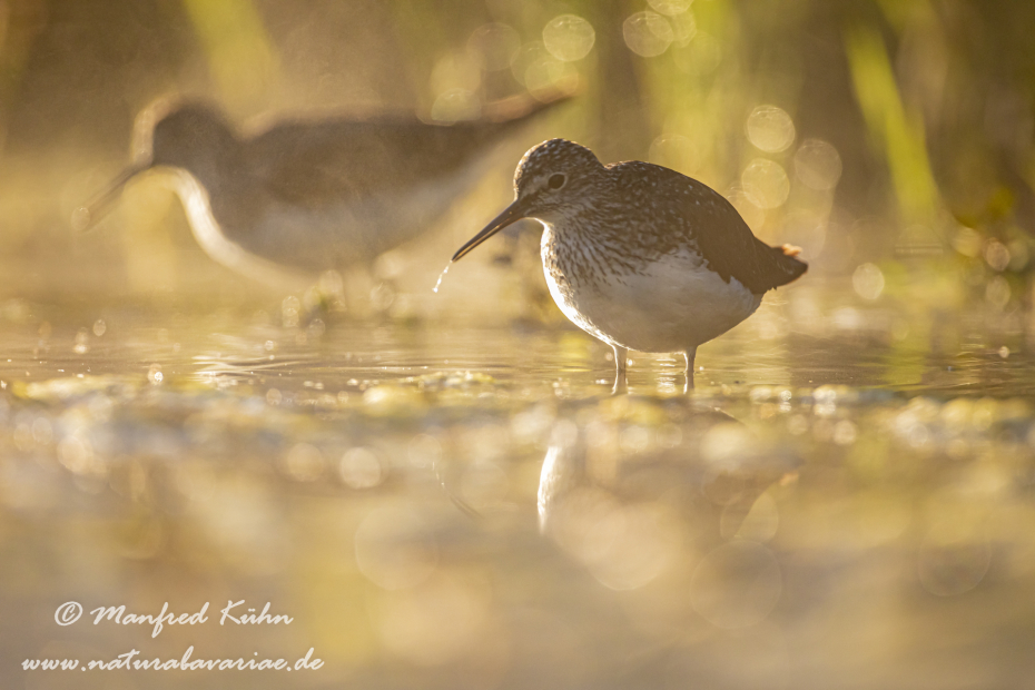 Waldwasserläufer ()_0017