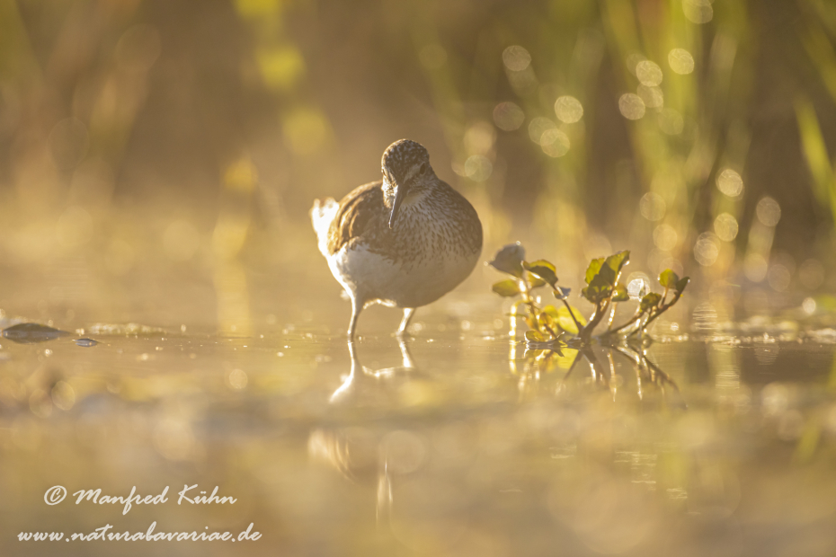 Waldwasserläufer ()_0019