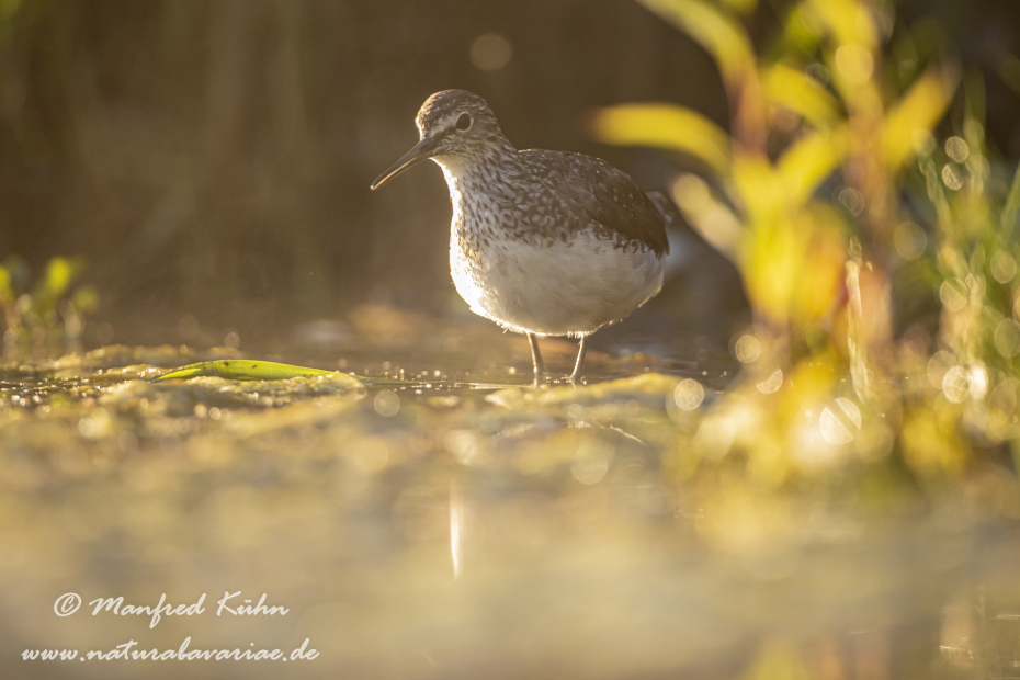 Waldwasserläufer ()_0021