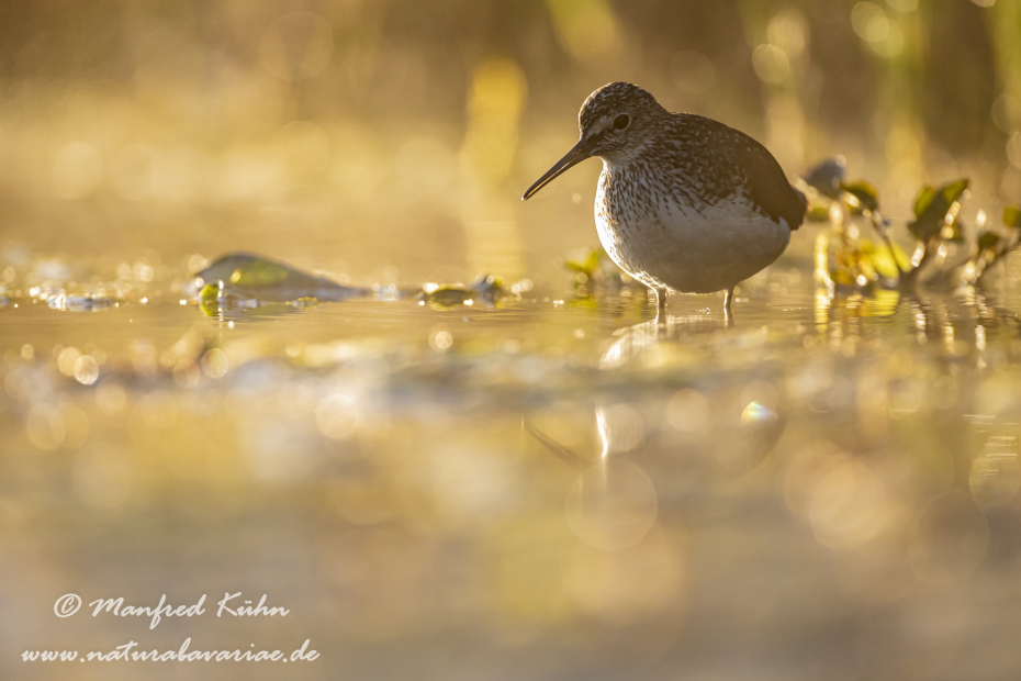 Waldwasserläufer ()_0022