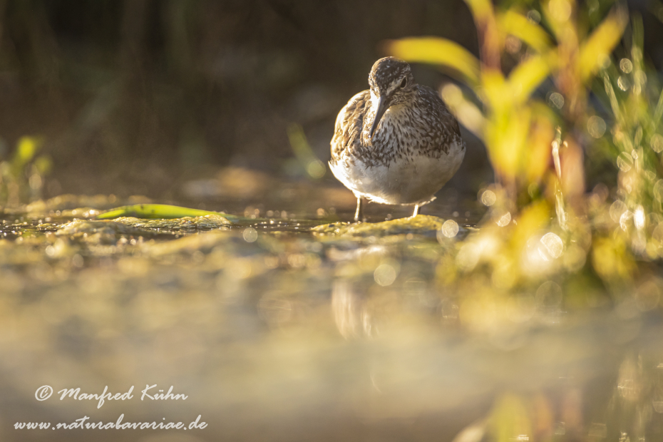 Waldwasserläufer ()_0027