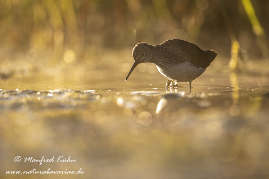 Waldwasserläufer ()_0029