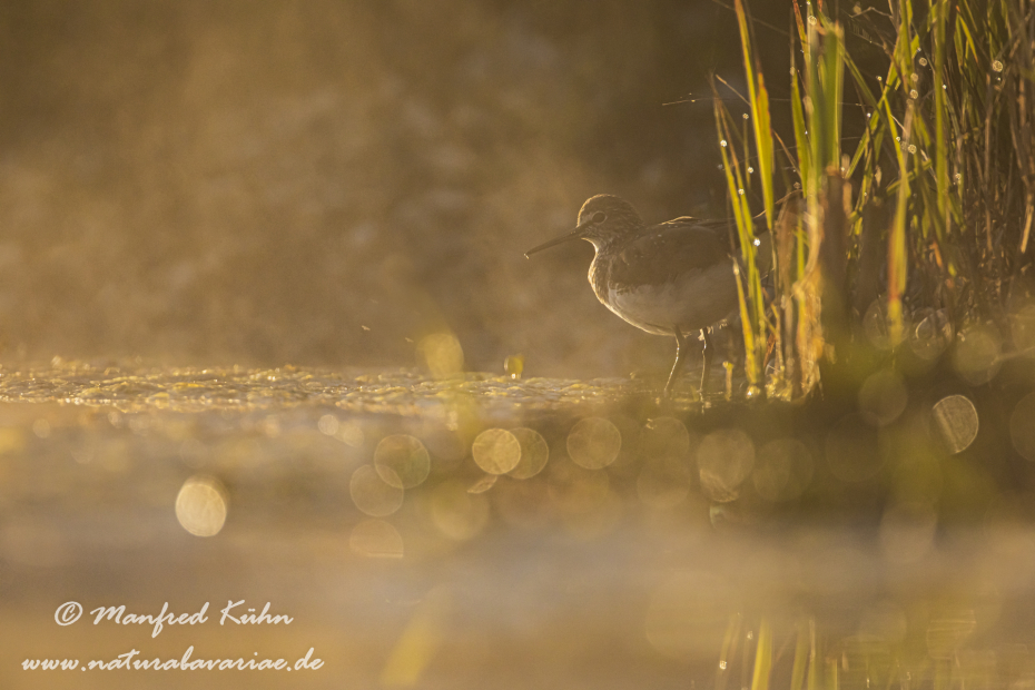 Waldwasserläufer ()_0030