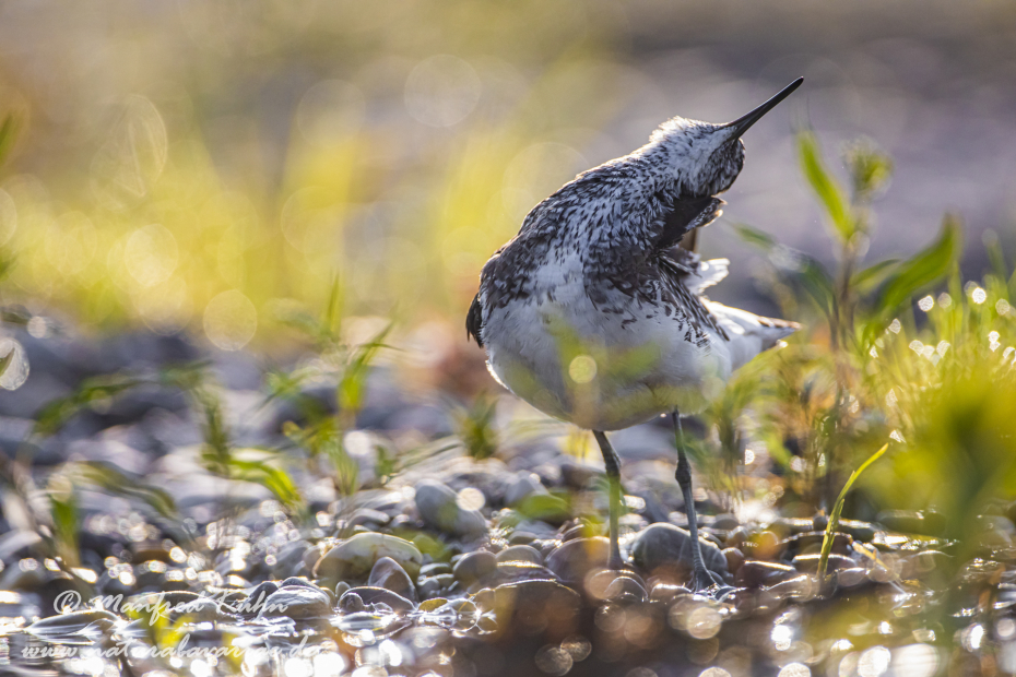 Waldwasserläufer ()_0033