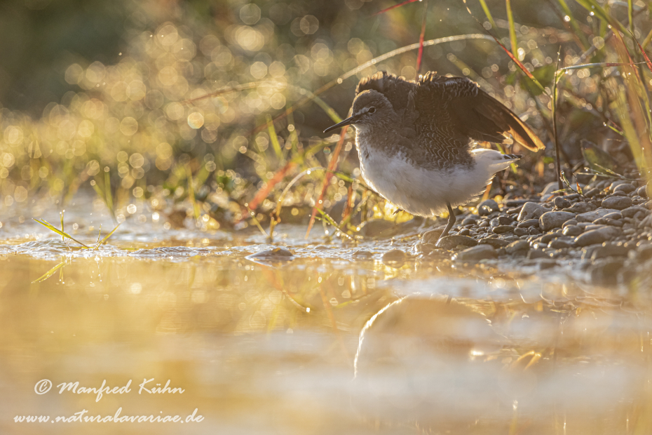 Waldwasserläufer ()_0040