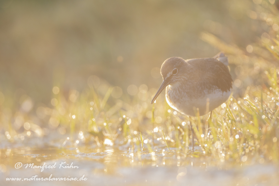 Waldwasserläufer ()_0045