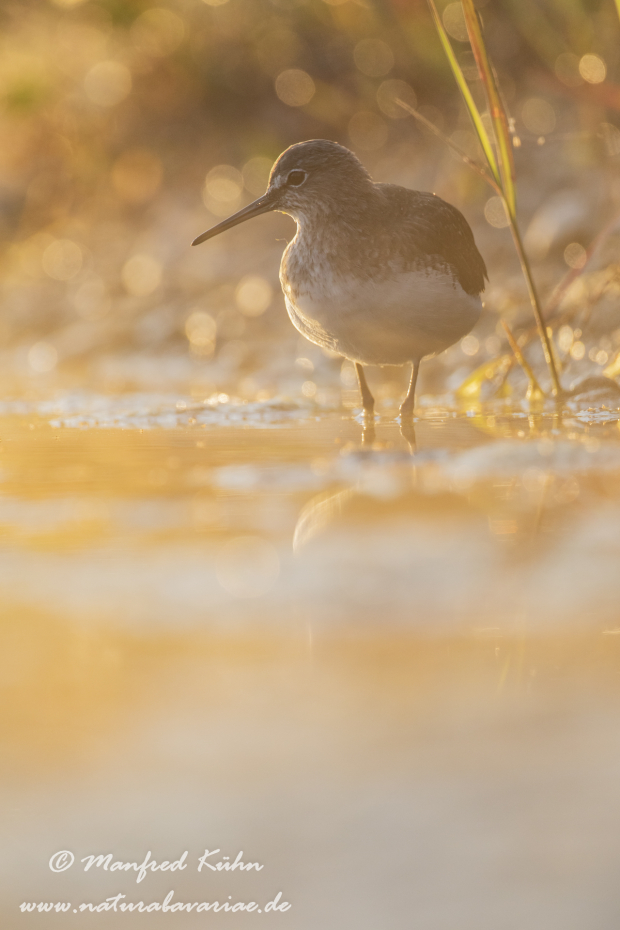 Waldwasserläufer ()_0046