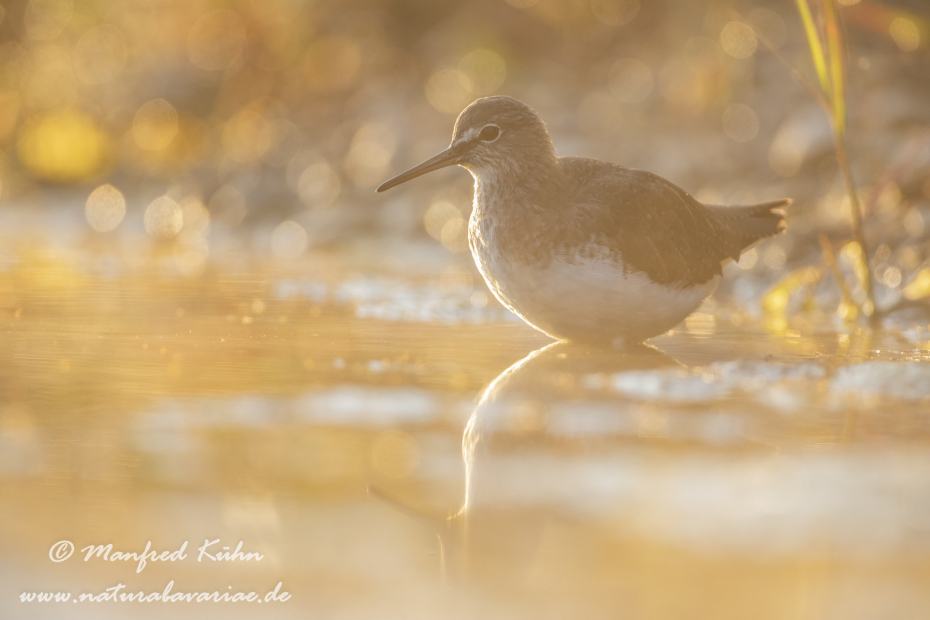 Waldwasserläufer ()_0048