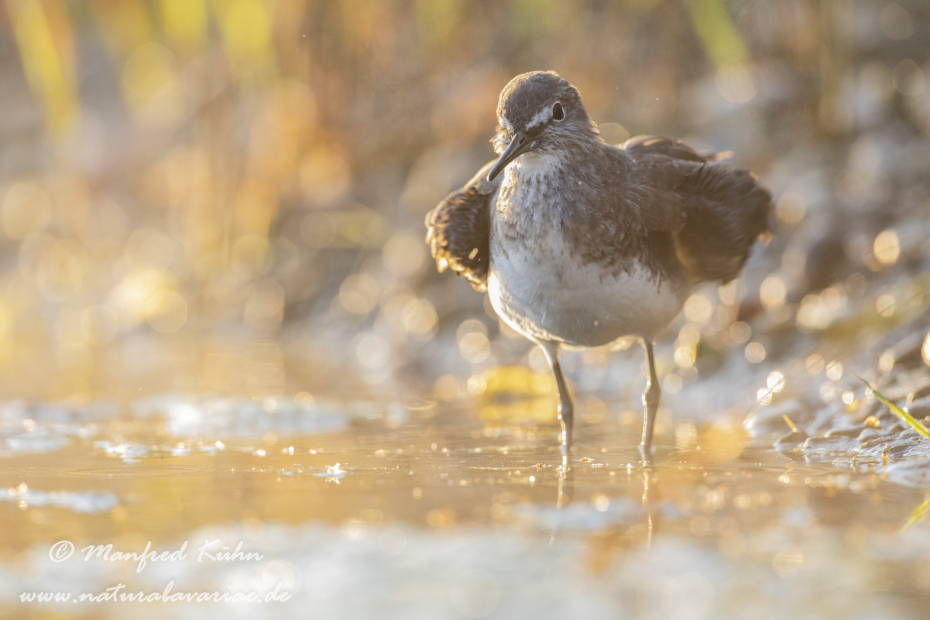 Waldwasserläufer ()_0050