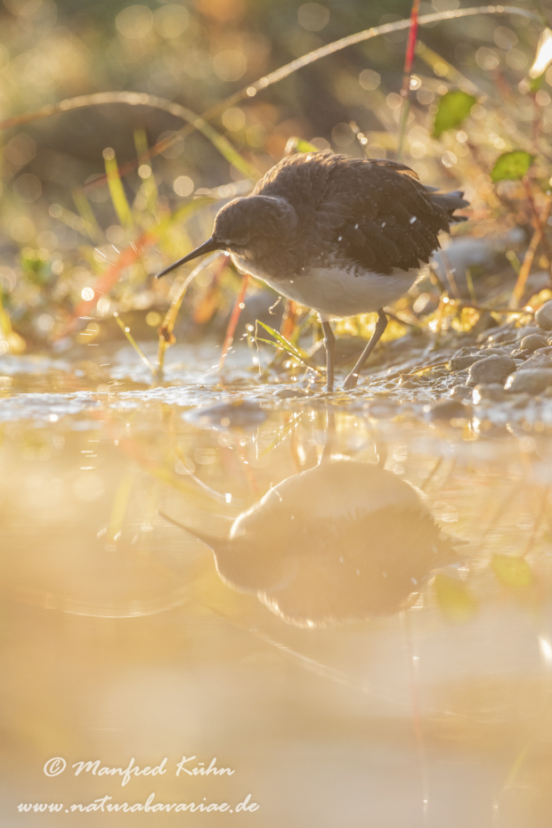 Waldwasserläufer ()_0051