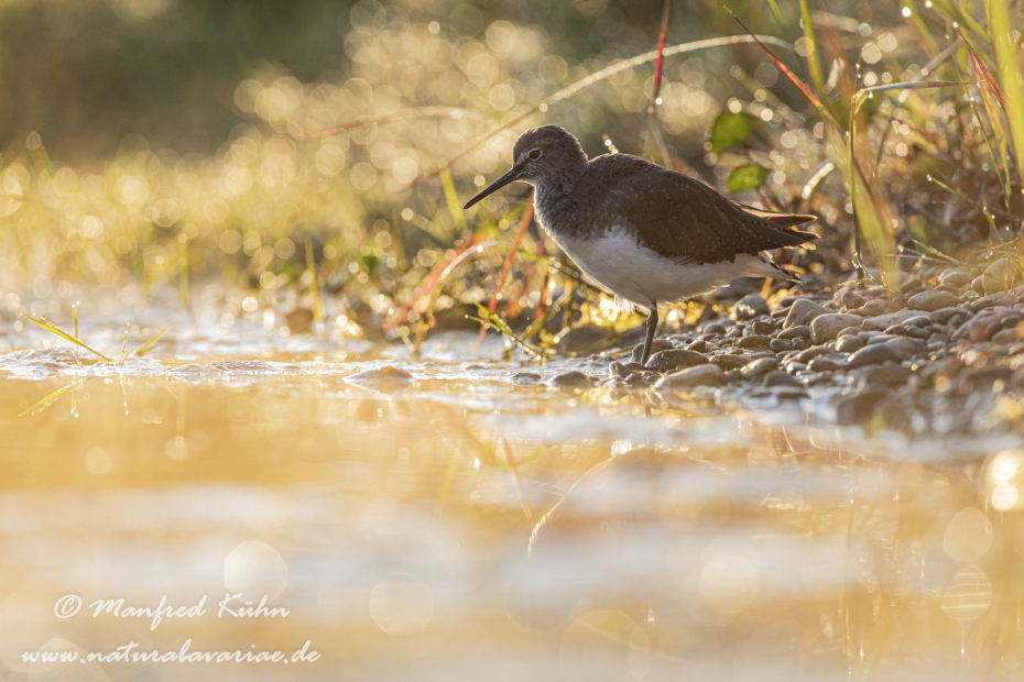 Waldwasserläufer ()_0053