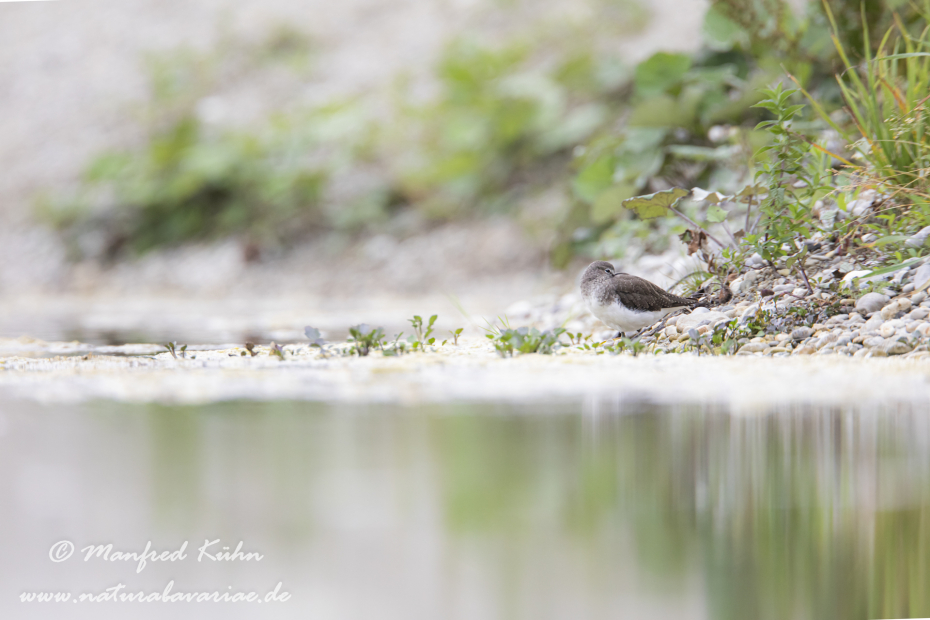Waldwasserläufer ()_0080