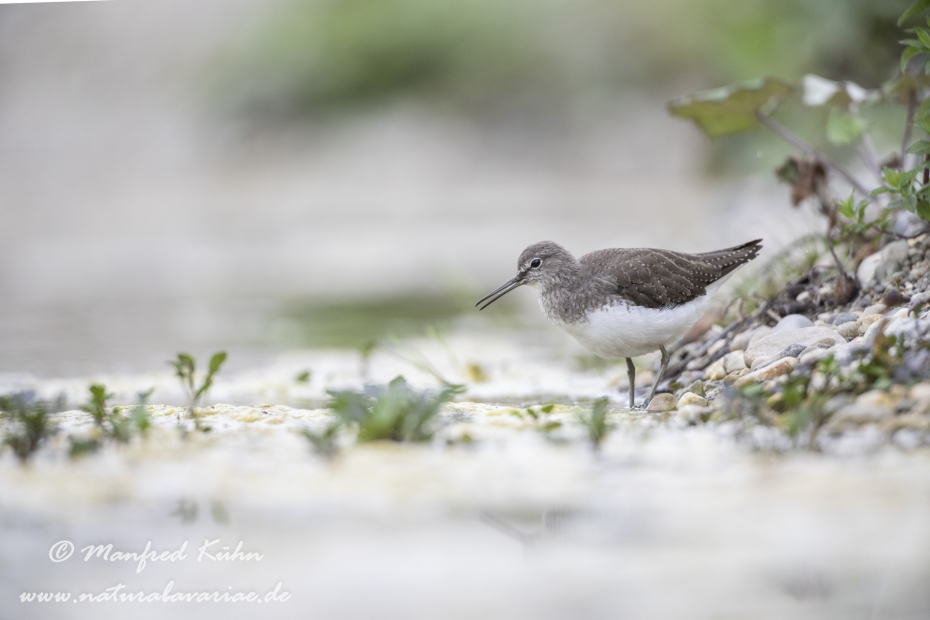 Waldwasserläufer ()_0084