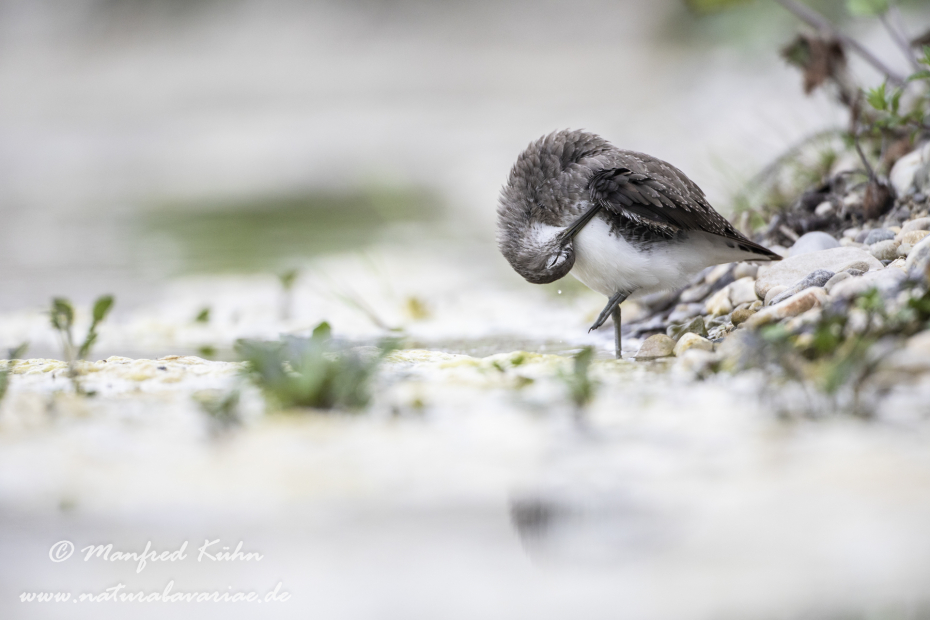 Waldwasserläufer ()_0086