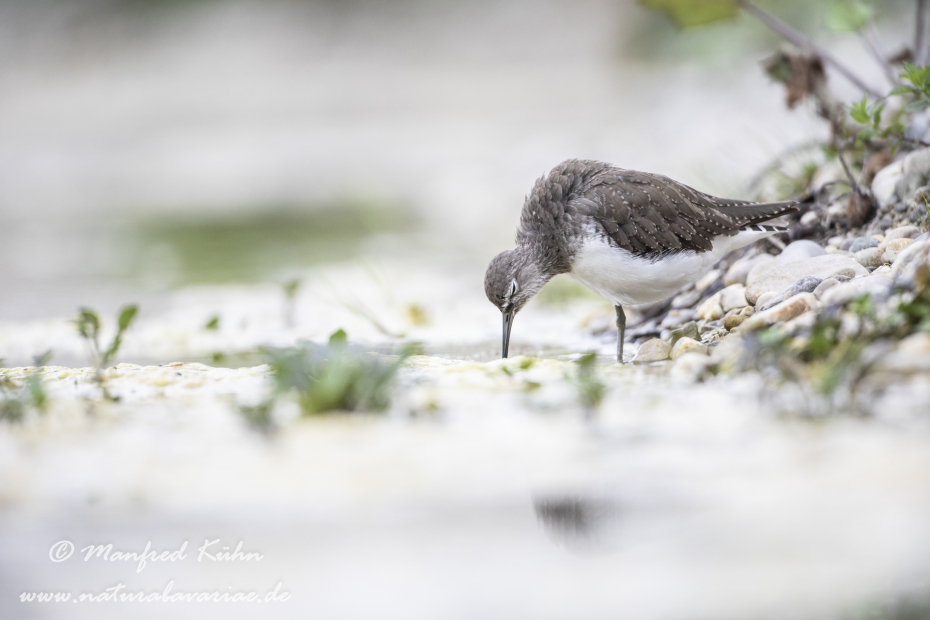 Waldwasserläufer ()_0088