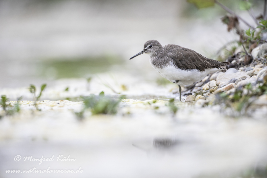 Waldwasserläufer ()_0089