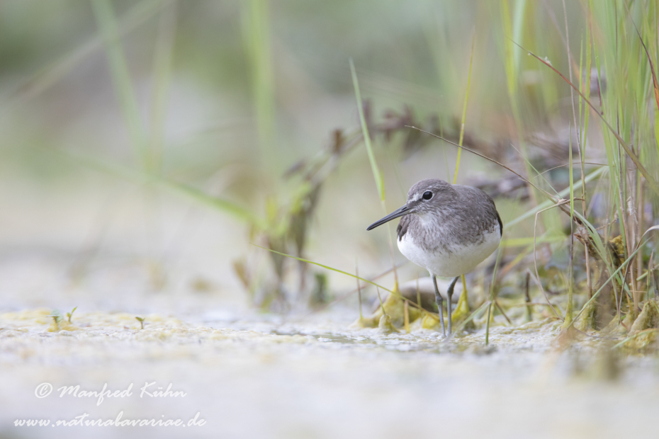 Waldwasserläufer ()_0091