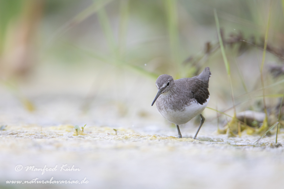 Waldwasserläufer ()_0093